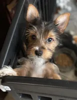Charlie (PA Yorkie), a male Yorkshire Terrier for sale in Coal Township, PA – Photo 1 of 8