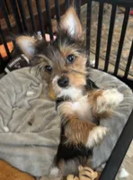 Charlie (PA Yorkie), a male Yorkshire Terrier for sale in Coal Township, PA – Photo 3 of 8