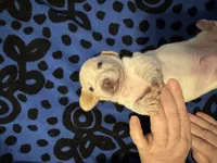 AKC Alfie, a male Miniature Dachshund for sale in Gibsonton, FL – 4 of 5