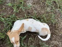 AKC Spunky, a male Miniature Dachshund for sale in Gibsonton, FL – 3 of 7