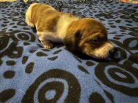 AKC Bea, a female Miniature Dachshund for sale in Gibsonton, FL – 2 of 3