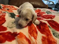 AKC Alfie, a male Miniature Dachshund for sale in Gibsonton, FL – 5 of 5