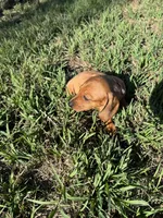 AKC Lindy, a female Miniature Dachshund for sale in Gibsonton, FL – Photo 4 of 6