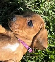 AKC Lindy, a female Miniature Dachshund for sale in Gibsonton, FL – Photo 1 of 6