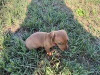 AKC Lindy, a female Miniature Dachshund for sale in Gibsonton, FL – Photo 5 of 6