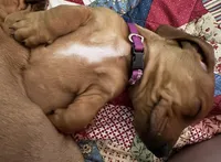 AKC Lindy, a female Miniature Dachshund for sale in Gibsonton, FL – Photo 6 of 6