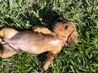 AKC Lindy, a female Miniature Dachshund for sale in Gibsonton, FL – Photo 3 of 6