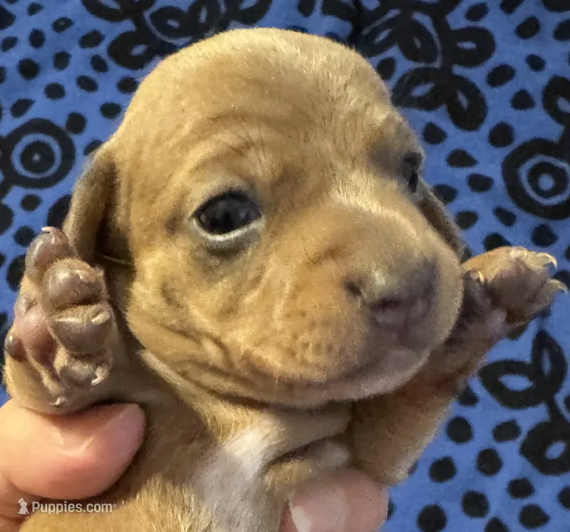 AKC Velvet – Miniature Dachshund puppy for sale in Gibsonton, FL