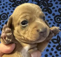 AKC Velvet, a female Miniature Dachshund for sale in Gibsonton, FL – 1 of 3