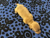 AKC Velvet, a female Miniature Dachshund for sale in Gibsonton, FL – 2 of 3