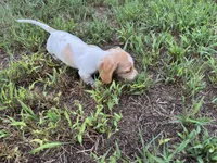 AKC Spunky, a male Miniature Dachshund for sale in Gibsonton, FL – 4 of 7
