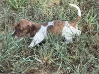 AKC Bea, a female Miniature Dachshund for sale in Gibsonton, FL – 2 of 5