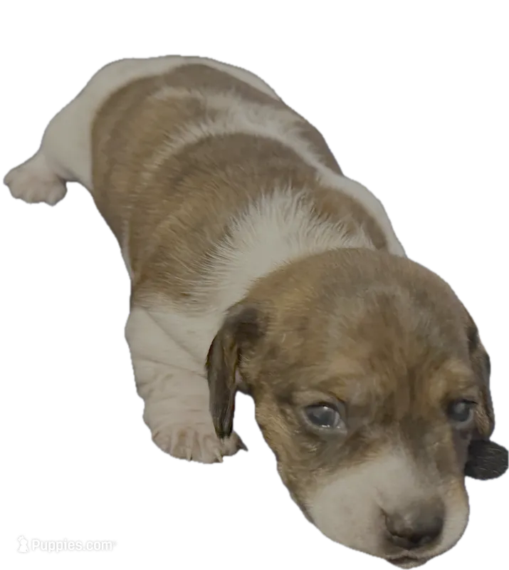 AKC Bea – Miniature Dachshund puppy for sale in Gibsonton, FL