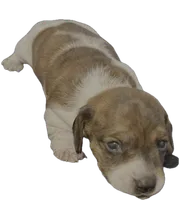 AKC Bea, a female Miniature Dachshund for sale in Gibsonton, FL – 1 of 3