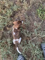 AKC Bea, a female Miniature Dachshund for sale in Gibsonton, FL – 4 of 5