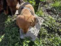 AKC Mar'a, a female Miniature Dachshund for sale in Gibsonton, FL – Photo 3 of 6