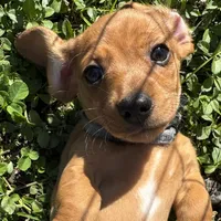 AKC Mar'a, a female Miniature Dachshund for sale in Gibsonton, FL – Photo 1 of 6