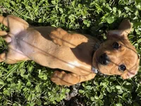 AKC Mar'a, a female Miniature Dachshund for sale in Gibsonton, FL – Photo 4 of 6