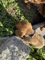 AKC Mar'a, a female Miniature Dachshund for sale in Gibsonton, FL – Photo 6 of 6