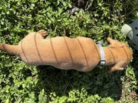 AKC Mar'a, a female Miniature Dachshund for sale in Gibsonton, FL – Photo 5 of 6