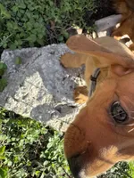 AKC Mar'a, a female Miniature Dachshund for sale in Gibsonton, FL – Photo 2 of 6