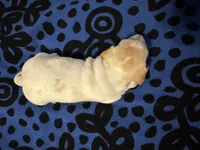 AKC Spunky, a male Miniature Dachshund for sale in Gibsonton, FL – 2 of 4