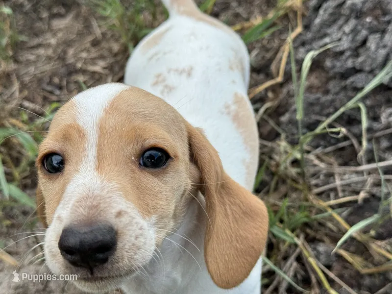 AKC Spunky – Miniature Dachshund puppy for sale in Gibsonton, FL