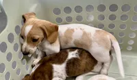 AKC Spunky, a male Miniature Dachshund for sale in Gibsonton, FL – 6 of 7