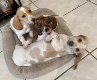 AKC Spunky, a male Miniature Dachshund for sale in Gibsonton, FL – 5 of 7