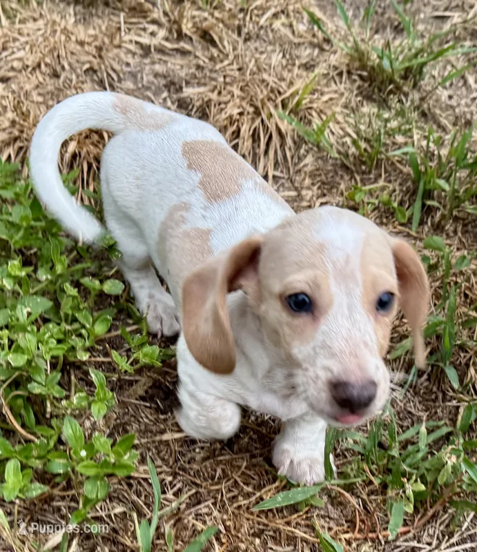 AKC Alfie – Miniature Dachshund puppy for sale in Gibsonton, FL