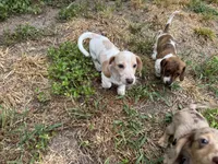 AKC Alfie, a male Miniature Dachshund for sale in Gibsonton, FL – 6 of 6