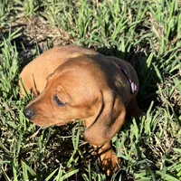 AKC Lindy, a female Miniature Dachshund for sale in Gibsonton, FL – Photo 3 of 7