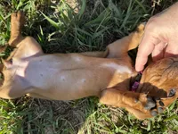 AKC Lindy, a female Miniature Dachshund for sale in Gibsonton, FL – Photo 5 of 7