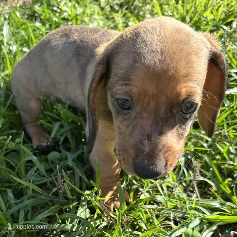AKC Lindy – Miniature Dachshund puppy for sale in Gibsonton, FL