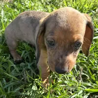 AKC Lindy, a female Miniature Dachshund for sale in Gibsonton, FL – Photo 2 of 7