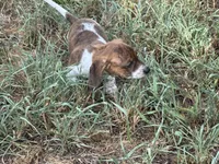 AKC Bea, a female Miniature Dachshund for sale in Gibsonton, FL – 3 of 5