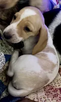 AKC Spunky, a male Miniature Dachshund for sale in Gibsonton, FL – 2 of 7