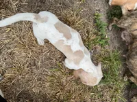 AKC Alfie, a male Miniature Dachshund for sale in Gibsonton, FL – 5 of 6