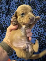 AKC Velvet, a female Miniature Dachshund for sale in Gibsonton, FL – 3 of 3