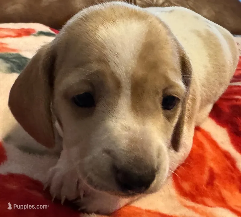 AKC Spunky – Miniature Dachshund puppy for sale in Gibsonton, FL