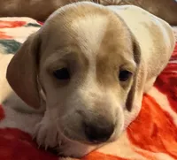 AKC Spunky, a male Miniature Dachshund for sale in Gibsonton, FL – 1 of 4