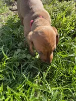 AKC. Duke, a male Miniature Dachshund for sale in Gibsonton, FL – Photo 3 of 7