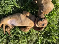 AKC. Duke, a male Miniature Dachshund for sale in Gibsonton, FL – Photo 7 of 7