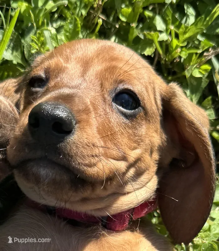 AKC. Duke – Miniature Dachshund puppy for sale in Gibsonton, FL