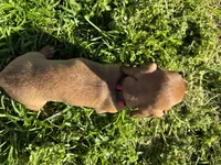AKC. Duke, a male Miniature Dachshund for sale in Gibsonton, FL – Photo 6 of 7