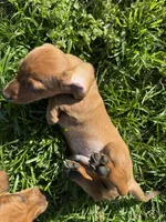 AKC. Duke, a male Miniature Dachshund for sale in Gibsonton, FL – Photo 5 of 7