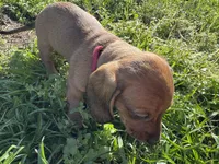 AKC. Duke, a male Miniature Dachshund for sale in Gibsonton, FL – Photo 2 of 7