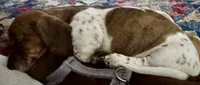 AKC Bea, a female Miniature Dachshund for sale in Gibsonton, FL – 5 of 5