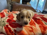 AKC Spunky, a male Miniature Dachshund for sale in Gibsonton, FL – 4 of 4