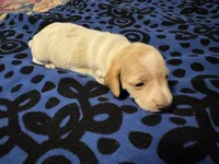 AKC Spunky, a male Miniature Dachshund for sale in Gibsonton, FL – 3 of 4